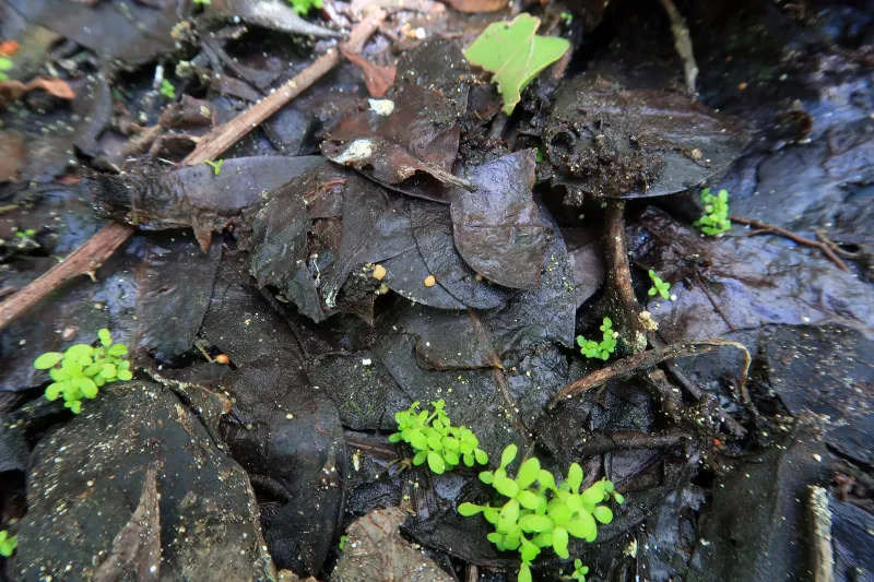 Boubovia ovalispora 1 - IMG_5410